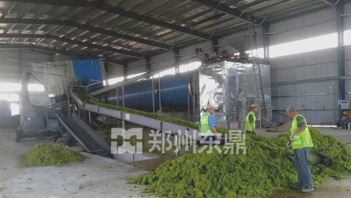 大型滸苔烘干機現場